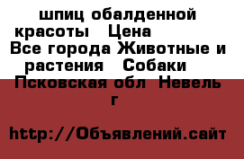 шпиц обалденной красоты › Цена ­ 22 000 - Все города Животные и растения » Собаки   . Псковская обл.,Невель г.